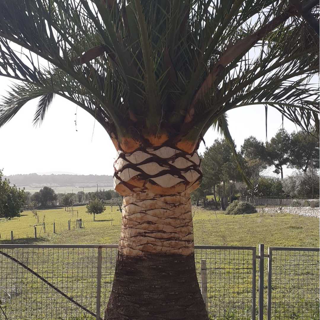Poda y tala de palmeras