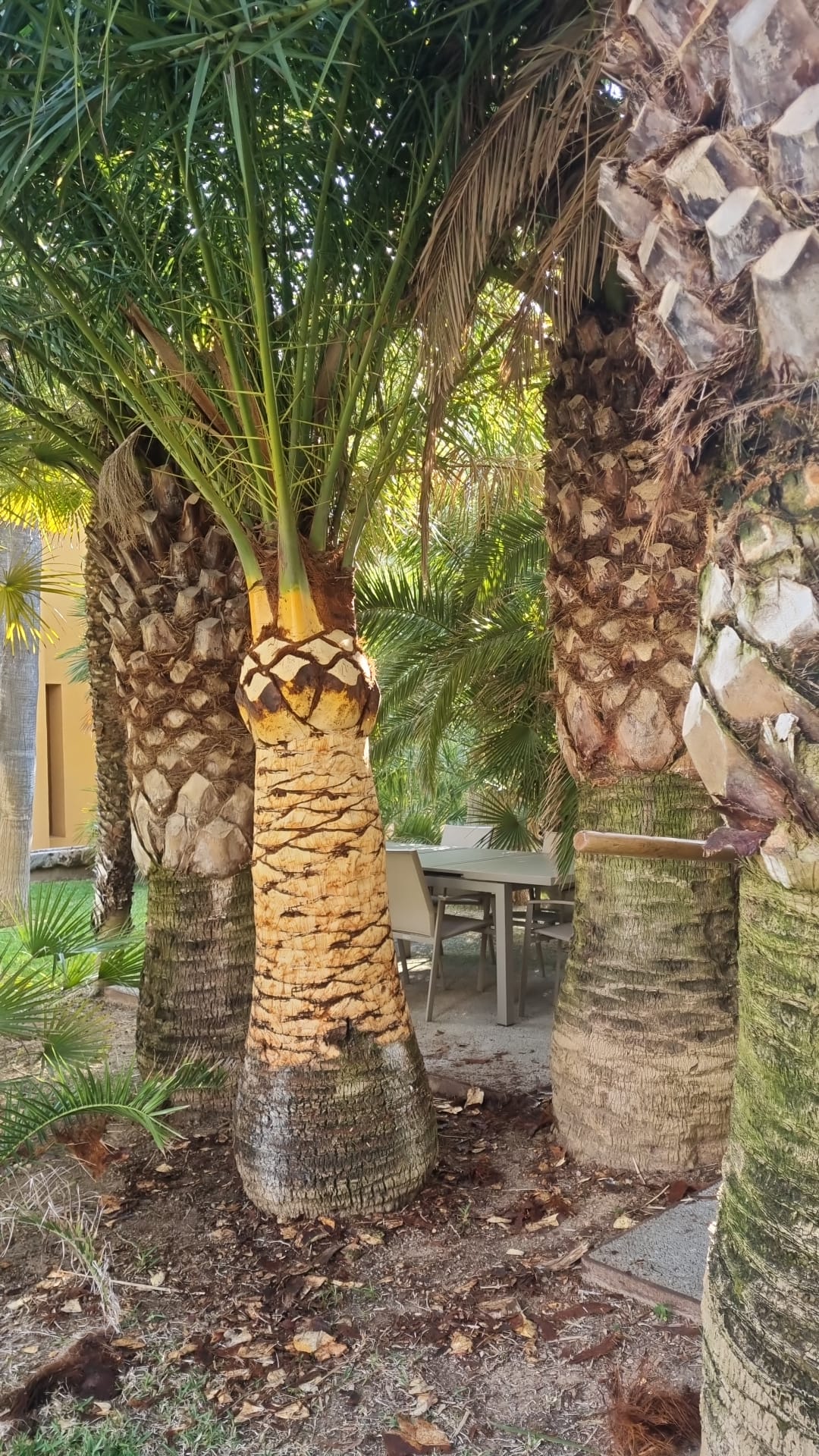 palmeras-agrollamp